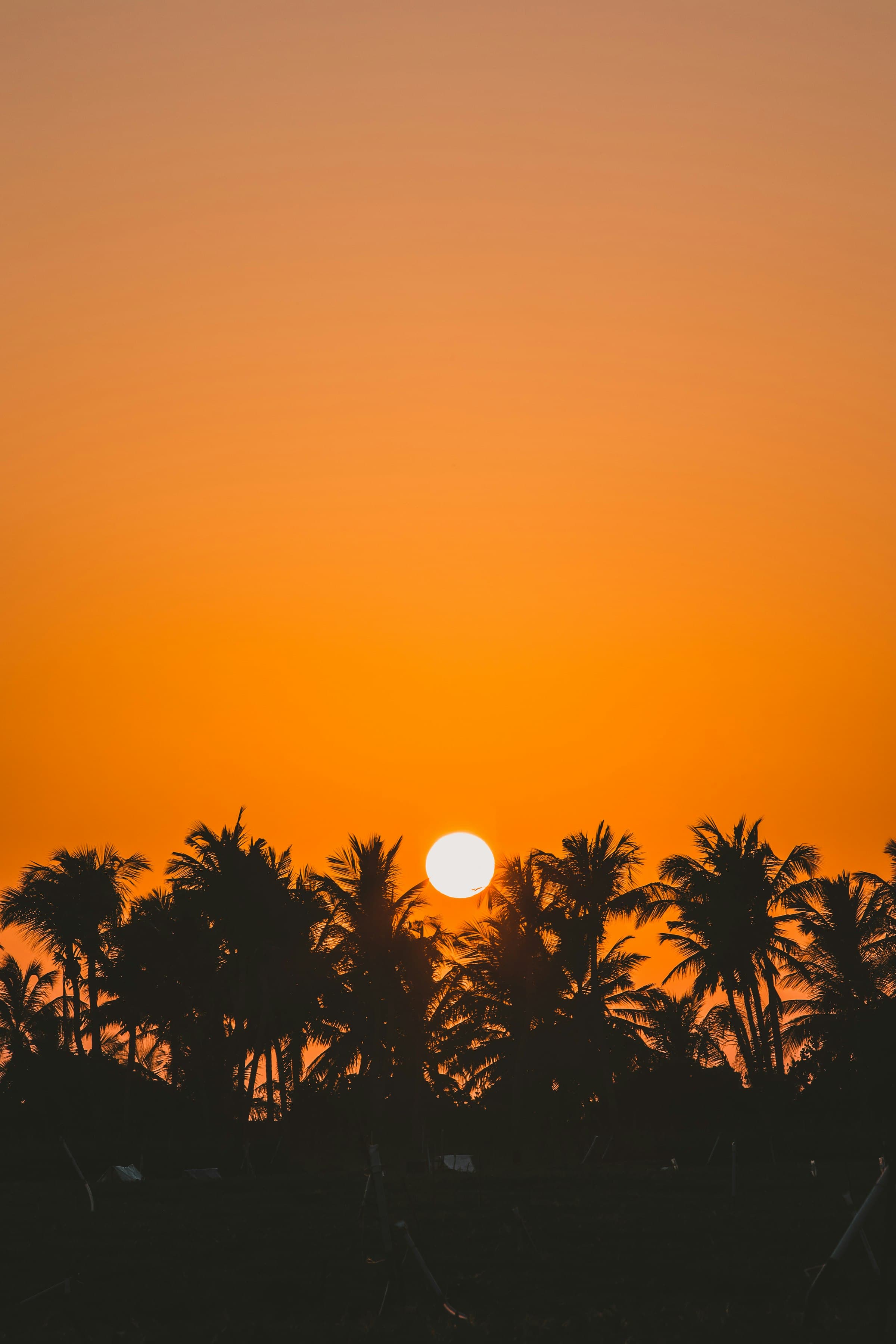 Palm silhouettes against a Maldives golden hour.